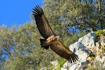 Griffon vulture // Gänsegeier (Gyps fulvus)