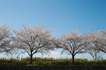 cherry trees by the river