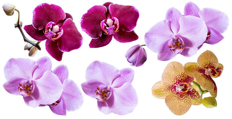 Set of several different orchid flowers purple, lilac, burgundy, yellow closeup isolated on white...