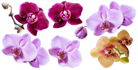 Set of several different orchid flowers purple, lilac, burgundy, yellow closeup isolated on white transparent background for design and collage.