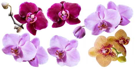 Abwaschbare Fototapete Set of several different orchid flowers purple, lilac, burgundy, yellow closeup isolated on white transparent background for design and collage. © Viacheslav