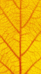 Fototapeta premium Macro autumn oak leaf with veins of leaf, natural texture as vertical nature banner. Natural yellow autumn leaves texture, close up photo of autumnal foliage. Seasonal fall background
