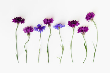 Flat lay with natural flowers of cornflower on white background. Spring, summer holiday card, postcard, invitation. Minimal floral composition. Top view nature aesthetic fon with blooms