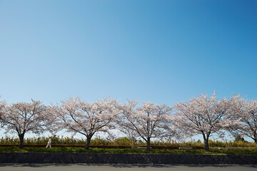 Obraz premium cherry trees by the river