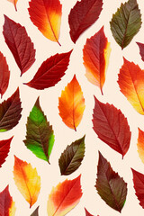 Autumn pattern of fallen leaves on pastel beige background, red yellow green colors, aesthetic top...