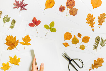 Autumn herbarium flat lay with human hands sticking leaves on paper cards on table. Top view background with pressed dried leaves from various trees, creative hobby, decor with natural materials