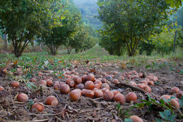 Ripe hazelnuts fallen from trees in a hazelnut orchard - obrazy, fototapety, plakaty