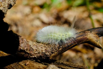 Macro side view of big yellow hairy caterpillar (Calliteara pudibunda) climb in forest
