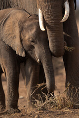 Fototapeta na wymiar A subadult elephant with mother grazing at Ambosli national park, Kenya