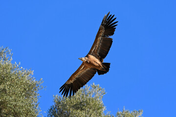 Gänsegeier // Griffon vulture (Gyps fulvus)
