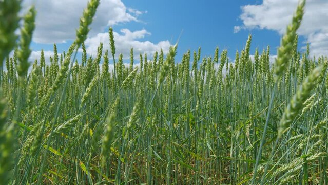 Bright blue sky with white clouds. Green unripe wheat in a field with a large number of plants. Slow motion.