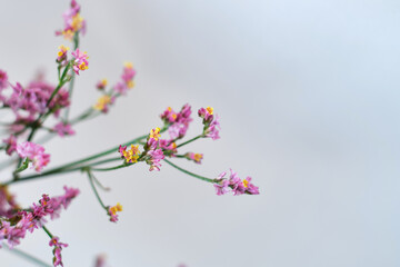 Delicate pink flowers, deadwood on a light background. Minimalistic composition. Background for blog place for text. View from above. Empty space for text. Postcard for congratulations