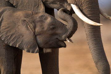A juvenile elephant with mother at Ambosli national park, Kenya © Dr Ajay Kumar Singh