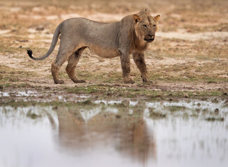 A lion near a marsh at Amboseli national park, Kenya