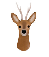 Deer head isolated . Portrait deer head