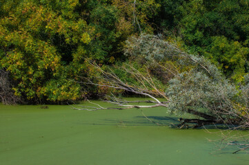 The lake is covered with a duckweed, and the water is not visible , and a freshly felled tree lies in front of the trees of the forest