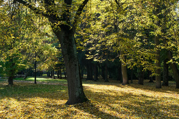 Fototapeta na wymiar autumn park with tree and yellow leaves