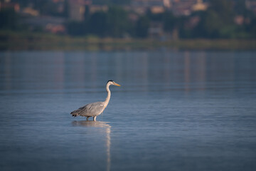 Gray heron (Ardea cinerea) fishing in the lake