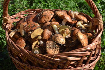 Full basket of butter suillus, autumn picking mushrooms.