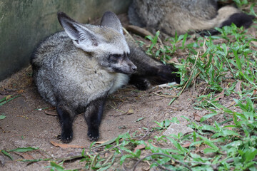 Fototapeta premium close up face bat eared fox