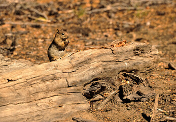 chipmonk