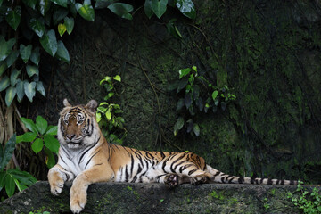 Plakat Close up Indochinese tiger is beautiful animal and dangerous