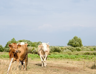 Beautiful, big young cows are grazing in the meadow. Cows walk and chew dry wheat, grass. Cows in wild nature