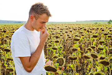 A young fair-haired man in a white T-shirt harvests and eats fresh sunflower seeds in the field