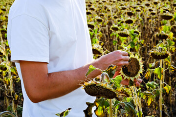 A young fair-haired man in a white T-shirt harvests and eats fresh sunflower seeds in the field