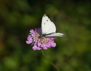 cabbage white,kohlweissling,butterfly
