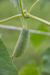 close up of a cucumber