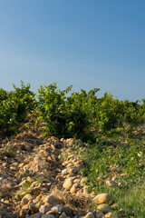 Typical vineyard with stones near Chateauneuf-du-Pape, Cotes du Rhone, France