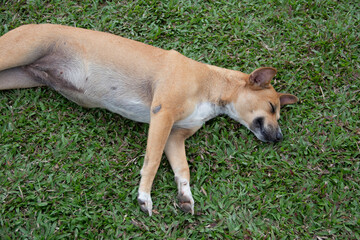 Naklejka na ściany i meble dog lying on the grass