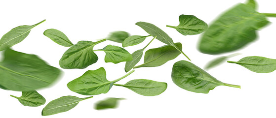 Fototapeta premium Many flying spinach leaves isolated on white