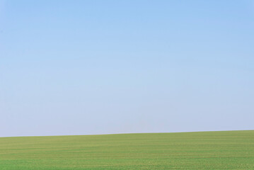 Fototapeta premium Green field with blue sky as background.