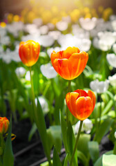 Obraz premium Tulips flower with a orange in the tulips plantation during a sunlight at winter or spring day, beautiful flora concept, vertical background and object isolated with selective focus