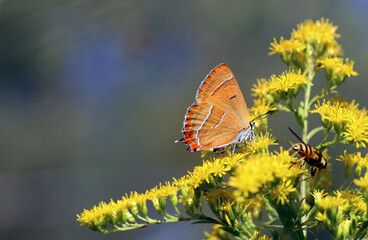 Piękny motyl na łące © Gabriela
