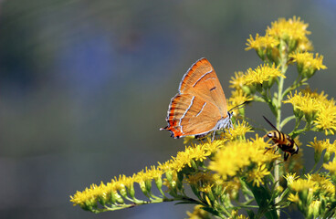 Piękny motyl na łące