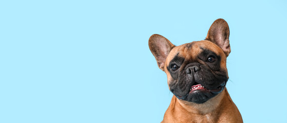 Cute French bulldog on light blue background with space for text