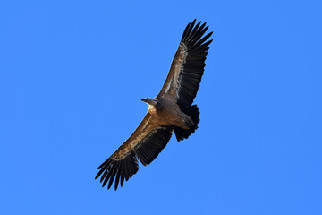  Vautour fauve // Griffon vulture // Gänsegeier (Gyps fulvus) 