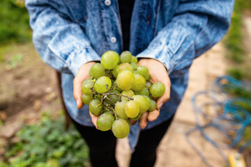 Farmers Hands with Freshly Harvested white grapes. 