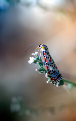 Motyl nocny na kwiatku © Gabriela