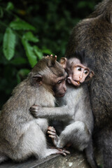 Primaten Geschwister