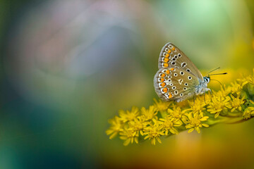 Modraszek na polnych kwiatach © Gabriela