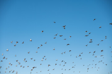 Low angle view of birds seen flying in sky