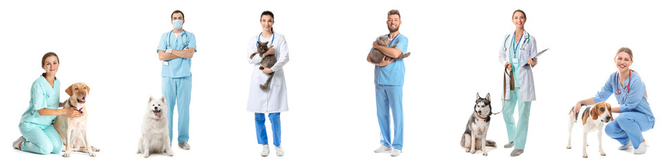 Set of veterinarians with animals isolated on white - obrazy, fototapety, plakaty