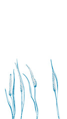 Hand-drawn sketch Christmas plants social media post with pine cones, berries, branches, leaves in engraving style. Vintage herbal border Xmas retro wedding graphic Hello, winter. PNG illustrations