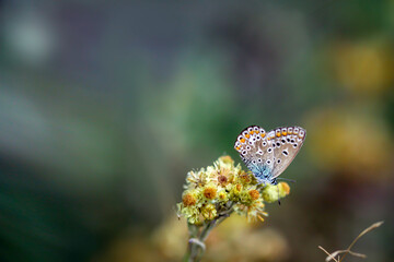 Modraszek © Gabriela