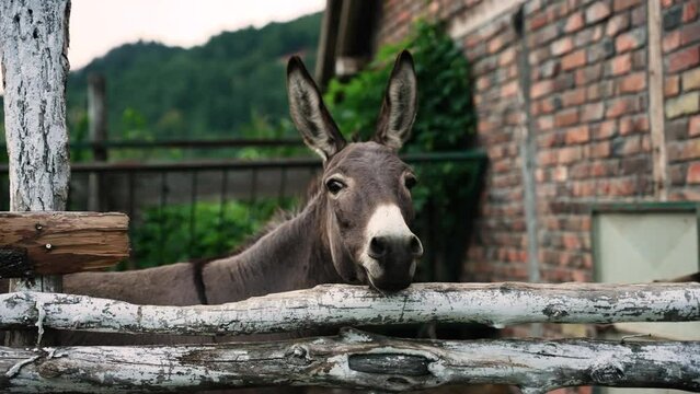 Donkey in a farm