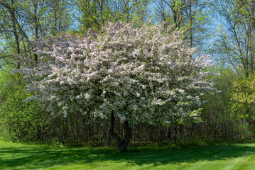 Crabapple Trees With White Blossoms In Spring